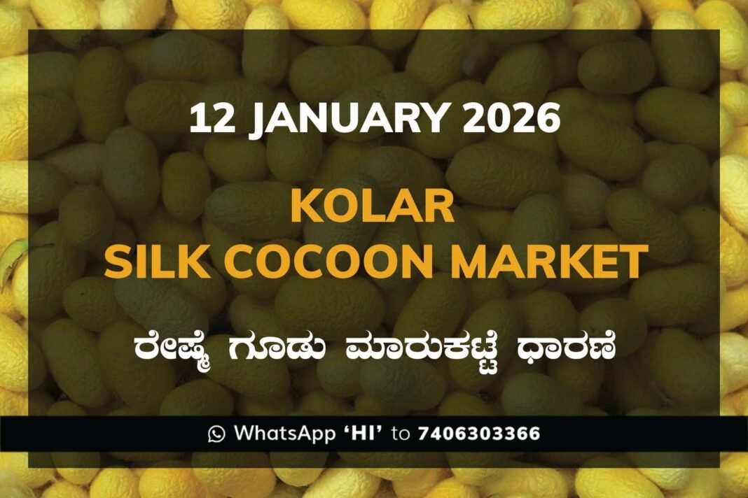 Kolar Silk Cocoon Market Price Rate ಕೋಲಾರ ರೇಷ್ಮೆ ಗೂಡು ಮಾರುಕಟ್ಟೆ ಧಾರಣೆ