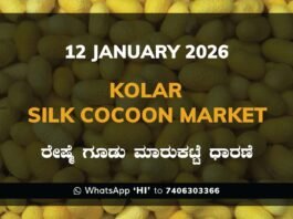 Kolar Silk Cocoon Market Price Rate ಕೋಲಾರ ರೇಷ್ಮೆ ಗೂಡು ಮಾರುಕಟ್ಟೆ ಧಾರಣೆ