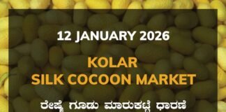 Kolar Silk Cocoon Market: 12 January 2026 Kolar Silk Cocoon Market Price Rate ಕೋಲಾರ ರೇಷ್ಮೆ ಗೂಡು ಮಾರುಕಟ್ಟೆ ಧಾರಣೆ