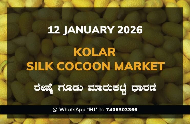Kolar Silk Cocoon Market Price Rate ಕೋಲಾರ ರೇಷ್ಮೆ ಗೂಡು ಮಾರುಕಟ್ಟೆ ಧಾರಣೆ
