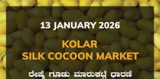 Kolar Silk Cocoon Market: 13 January 2026 Kolar Silk Cocoon Market Price Rate ಕೋಲಾರ ರೇಷ್ಮೆ ಗೂಡು ಮಾರುಕಟ್ಟೆ ಧಾರಣೆ
