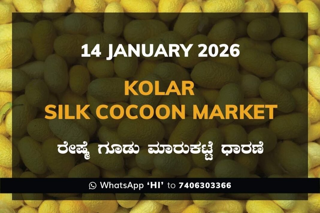 Kolar Silk Cocoon Market Price Rate ಕೋಲಾರ ರೇಷ್ಮೆ ಗೂಡು ಮಾರುಕಟ್ಟೆ ಧಾರಣೆ