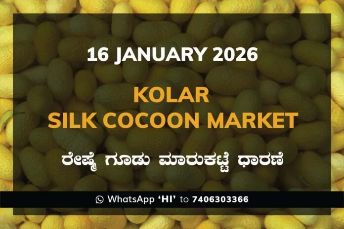 Kolar Silk Cocoon Market Price Rate ಕೋಲಾರ ರೇಷ್ಮೆ ಗೂಡು ಮಾರುಕಟ್ಟೆ ಧಾರಣೆ