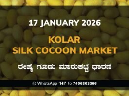 Kolar Silk Cocoon Market Price Rate ಕೋಲಾರ ರೇಷ್ಮೆ ಗೂಡು ಮಾರುಕಟ್ಟೆ ಧಾರಣೆ