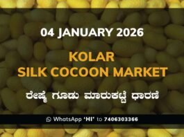 Kolar Silk Cocoon Market Price Rate ಕೋಲಾರ ರೇಷ್ಮೆ ಗೂಡು ಮಾರುಕಟ್ಟೆ ಧಾರಣೆ