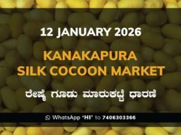 Kanakapura Silk Cocoon Market ಕನಕಪುರ ರೇಷ್ಮೆ ಗೂಡು ಮಾರುಕಟ್ಟೆ ಧಾರಣೆ