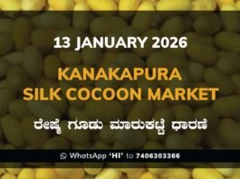Kanakapura Silk Cocoon Market ಕನಕಪುರ ರೇಷ್ಮೆ ಗೂಡು ಮಾರುಕಟ್ಟೆ ಧಾರಣೆ