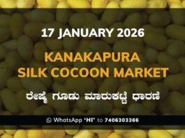 Kanakapura Silk Cocoon Market ಕನಕಪುರ ರೇಷ್ಮೆ ಗೂಡು ಮಾರುಕಟ್ಟೆ ಧಾರಣೆ