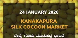 Kanakapura Silk Cocoon Market: 24 January 2026 Kanakapura Silk Cocoon Market ಕನಕಪುರ ರೇಷ್ಮೆ ಗೂಡು ಮಾರುಕಟ್ಟೆ ಧಾರಣೆ