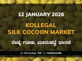 Kollegal Silk Cocoon Market Price Rate ಕೊಳ್ಳೇಗಾಲ ರೇಷ್ಮೆ ಗೂಡು ಮಾರುಕಟ್ಟೆ ಧಾರಣೆ