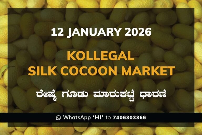 Kollegal Silk Cocoon Market Price Rate ಕೊಳ್ಳೇಗಾಲ ರೇಷ್ಮೆ ಗೂಡು ಮಾರುಕಟ್ಟೆ ಧಾರಣೆ