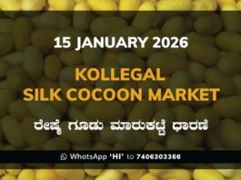 Kollegal Silk Cocoon Market Price Rate ಕೊಳ್ಳೇಗಾಲ ರೇಷ್ಮೆ ಗೂಡು ಮಾರುಕಟ್ಟೆ ಧಾರಣೆ