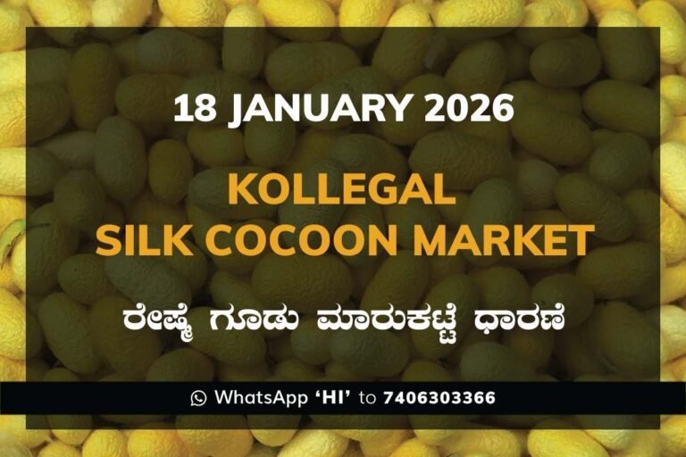 Kollegal Silk Cocoon Market Price Rate ಕೊಳ್ಳೇಗಾಲ ರೇಷ್ಮೆ ಗೂಡು ಮಾರುಕಟ್ಟೆ ಧಾರಣೆ