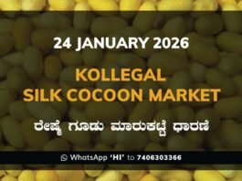 Kollegal Silk Cocoon Market Price Rate ಕೊಳ್ಳೇಗಾಲ ರೇಷ್ಮೆ ಗೂಡು ಮಾರುಕಟ್ಟೆ ಧಾರಣೆ