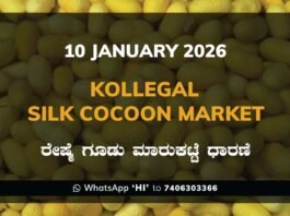 Kollegal Silk Cocoon Market Price Rate ಕೊಳ್ಳೇಗಾಲ ರೇಷ್ಮೆ ಗೂಡು ಮಾರುಕಟ್ಟೆ ಧಾರಣೆ