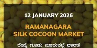 Ramanagara Silk Cocoon Market: 12 January 2026 Ramanagara Silk Cocoon Market ರಾಮನಗರ ರೇಷ್ಮೆ ಗೂಡು ಮಾರುಕಟ್ಟೆ ಧಾರಣೆ