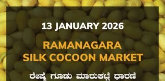 Ramanagara Silk Cocoon Market: 13 January 2026 Ramanagara Silk Cocoon Market ರಾಮನಗರ ರೇಷ್ಮೆ ಗೂಡು ಮಾರುಕಟ್ಟೆ ಧಾರಣೆ