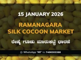 Ramanagara Silk Cocoon Market ರಾಮನಗರ ರೇಷ್ಮೆ ಗೂಡು ಮಾರುಕಟ್ಟೆ ಧಾರಣೆ