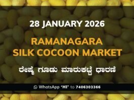 Ramanagara Silk Cocoon Market ರಾಮನಗರ ರೇಷ್ಮೆ ಗೂಡು ಮಾರುಕಟ್ಟೆ ಧಾರಣೆ
