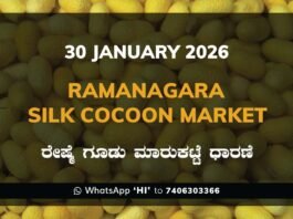 Ramanagara Silk Cocoon Market ರಾಮನಗರ ರೇಷ್ಮೆ ಗೂಡು ಮಾರುಕಟ್ಟೆ ಧಾರಣೆ