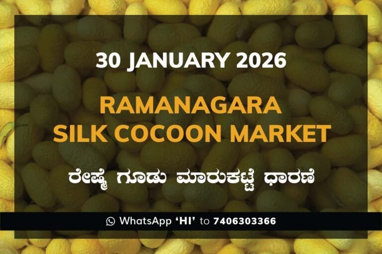 Ramanagara Silk Cocoon Market ರಾಮನಗರ ರೇಷ್ಮೆ ಗೂಡು ಮಾರುಕಟ್ಟೆ ಧಾರಣೆ