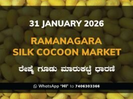 Ramanagara Silk Cocoon Market ರಾಮನಗರ ರೇಷ್ಮೆ ಗೂಡು ಮಾರುಕಟ್ಟೆ ಧಾರಣೆ