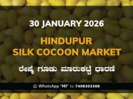 Hindupur Government Silk Cocoon Market Daily Rate Report ಹಿಂದೂಪುರ ರೇಷ್ಮೆ ಗೂಡು ಮಾರುಕಟ್ಟೆ ಧಾರಣೆ