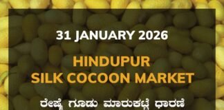 Hindupur Silk Cocoon Market: 31 January 2026 Hindupur Government Silk Cocoon Market Daily Rate Report ಹಿಂದೂಪುರ ರೇಷ್ಮೆ ಗೂಡು ಮಾರುಕಟ್ಟೆ ಧಾರಣೆ