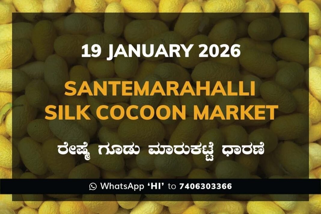 Santemarahalli (SM Halli) Government Silk Cocoon Market Daily Rate Report ಸಂತೇಮರಹಳ್ಳಿ ರೇಷ್ಮೆ ಗೂಡು ಮಾರುಕಟ್ಟೆ ಧಾರಣೆ