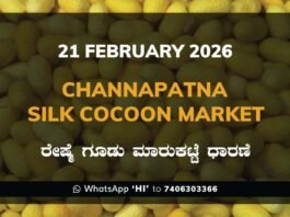 Channapatna Government Silk Cocoon Market Daily Rate Report ಚನ್ನಪಟ್ಟಣ ರೇಷ್ಮೆ ಗೂಡು ಮಾರುಕಟ್ಟೆ ಧಾರಣೆ