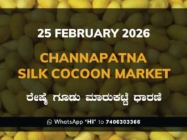 Channapatna Silk Cocoon Market: 25 February 2026 Channapatna Government Silk Cocoon Market Daily Rate Report ಚನ್ನಪಟ್ಟಣ ರೇಷ್ಮೆ ಗೂಡು ಮಾರುಕಟ್ಟೆ ಧಾರಣೆ