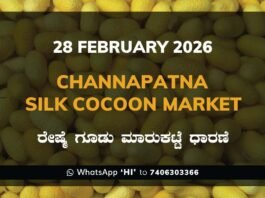 Channapatna Government Silk Cocoon Market Daily Rate Report ಚನ್ನಪಟ್ಟಣ ರೇಷ್ಮೆ ಗೂಡು ಮಾರುಕಟ್ಟೆ ಧಾರಣೆ