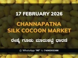 Channapatna Government Silk Cocoon Market Daily Rate Report ಚನ್ನಪಟ್ಟಣ ರೇಷ್ಮೆ ಗೂಡು ಮಾರುಕಟ್ಟೆ ಧಾರಣೆ
