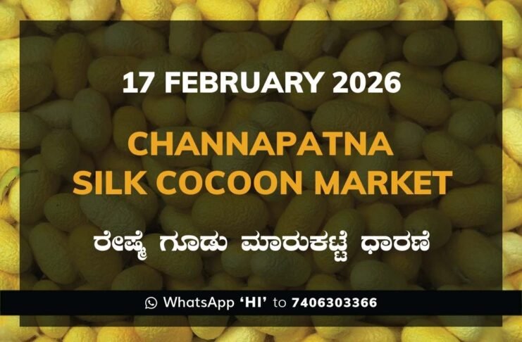 Channapatna Government Silk Cocoon Market Daily Rate Report ಚನ್ನಪಟ್ಟಣ ರೇಷ್ಮೆ ಗೂಡು ಮಾರುಕಟ್ಟೆ ಧಾರಣೆ