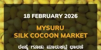 Mysuru Silk Cocoon Market: 18 February 2026 Mysuru Government Silk Cocoon Market Daily Rate Report ಮೈಸೂರು ರೇಷ್ಮೆ ಗೂಡು ಮಾರುಕಟ್ಟೆ ಧಾರಣೆ
