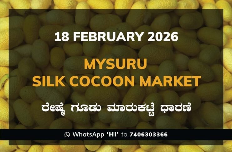 Mysuru Government Silk Cocoon Market Daily Rate Report ಮೈಸೂರು ರೇಷ್ಮೆ ಗೂಡು ಮಾರುಕಟ್ಟೆ ಧಾರಣೆ