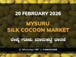 Mysuru Silk Cocoon Market: 19 February 2026 Mysuru Government Silk Cocoon Market Daily Rate Report ಮೈಸೂರು ರೇಷ್ಮೆ ಗೂಡು ಮಾರುಕಟ್ಟೆ ಧಾರಣೆ