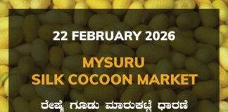 Mysuru Silk Cocoon Market: 22 February 2026 Mysuru Government Silk Cocoon Market Daily Rate Report ಮೈಸೂರು ರೇಷ್ಮೆ ಗೂಡು ಮಾರುಕಟ್ಟೆ ಧಾರಣೆ