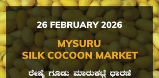 Mysuru Silk Cocoon Market: 26 February 2026 Mysuru Government Silk Cocoon Market Daily Rate Report ಮೈಸೂರು ರೇಷ್ಮೆ ಗೂಡು ಮಾರುಕಟ್ಟೆ ಧಾರಣೆ