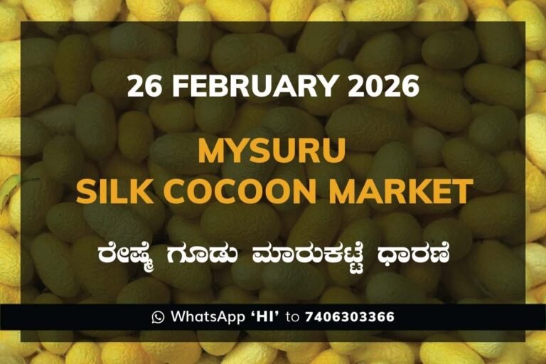 Mysuru Government Silk Cocoon Market Daily Rate Report ಮೈಸೂರು ರೇಷ್ಮೆ ಗೂಡು ಮಾರುಕಟ್ಟೆ ಧಾರಣೆ