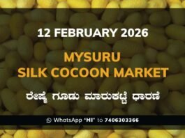 Mysuru Silk Cocoon Market: 12 February 2026 Mysuru Government Silk Cocoon Market Daily Rate Report ಮೈಸೂರು ರೇಷ್ಮೆ ಗೂಡು ಮಾರುಕಟ್ಟೆ ಧಾರಣೆ