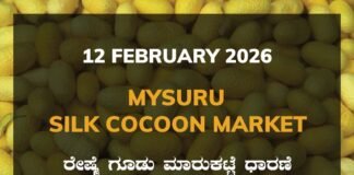 Mysuru Silk Cocoon Market: 12 February 2026 Mysuru Government Silk Cocoon Market Daily Rate Report ಮೈಸೂರು ರೇಷ್ಮೆ ಗೂಡು ಮಾರುಕಟ್ಟೆ ಧಾರಣೆ