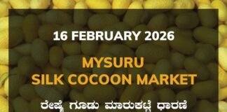 Mysuru Silk Cocoon Market: 16 February 2026 Mysuru Government Silk Cocoon Market Daily Rate Report ಮೈಸೂರು ರೇಷ್ಮೆ ಗೂಡು ಮಾರುಕಟ್ಟೆ ಧಾರಣೆ