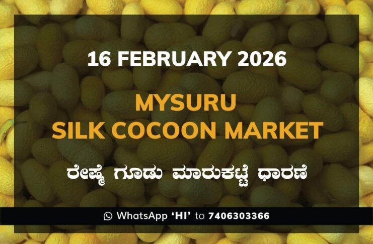 Mysuru Government Silk Cocoon Market Daily Rate Report ಮೈಸೂರು ರೇಷ್ಮೆ ಗೂಡು ಮಾರುಕಟ್ಟೆ ಧಾರಣೆ
