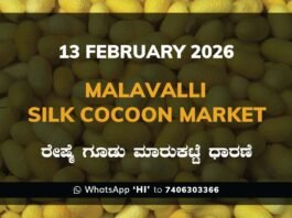 Malavalli Silk Cocoon Market: 13 February 2025 Malavalli Silk Cocoon Market Price Rate ಮಳವಳ್ಳಿ ರೇಷ್ಮೆ ಗೂಡು ಮಾರುಕಟ್ಟೆ ಧಾರಣೆ