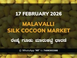 Malavalli Silk Cocoon Market Price Rate ಮಳವಳ್ಳಿ ರೇಷ್ಮೆ ಗೂಡು ಮಾರುಕಟ್ಟೆ ಧಾರಣೆ