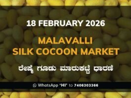 Malavalli Silk Cocoon Market: 18 February 2025 Malavalli Silk Cocoon Market Price Rate ಮಳವಳ್ಳಿ ರೇಷ್ಮೆ ಗೂಡು ಮಾರುಕಟ್ಟೆ ಧಾರಣೆ