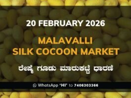 Malavalli Silk Cocoon Market: 20 February 2025 Malavalli Silk Cocoon Market Price Rate ಮಳವಳ್ಳಿ ರೇಷ್ಮೆ ಗೂಡು ಮಾರುಕಟ್ಟೆ ಧಾರಣೆ