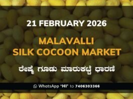 Malavalli Silk Cocoon Market Price Rate ಮಳವಳ್ಳಿ ರೇಷ್ಮೆ ಗೂಡು ಮಾರುಕಟ್ಟೆ ಧಾರಣೆ