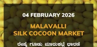 Malavalli Silk Cocoon Market: 04 February 2025 Malavalli Silk Cocoon Market Price Rate ಮಳವಳ್ಳಿ ರೇಷ್ಮೆ ಗೂಡು ಮಾರುಕಟ್ಟೆ ಧಾರಣೆ